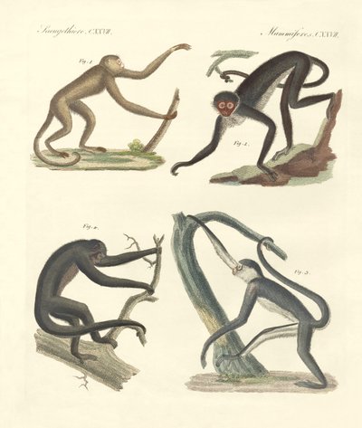 Strange Monkeys of the New Continent by German School