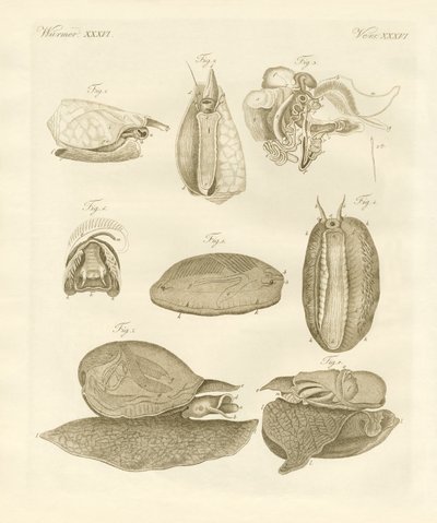 Strange Sea-Snails by German School