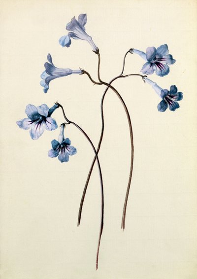 Streptocarpus, c.1790 by German School