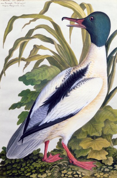 Study of a mallard duck by German School