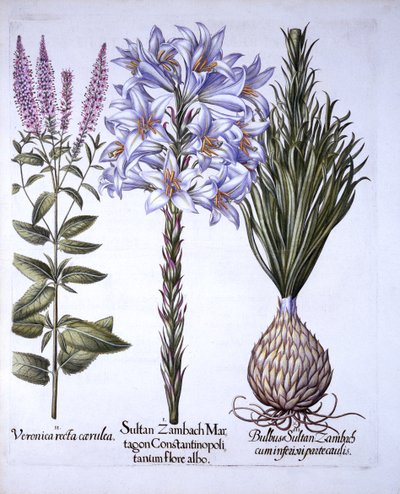 Sultan Zambach Lily and Bulb, Veronica, from Hortus Eystettensis by German School