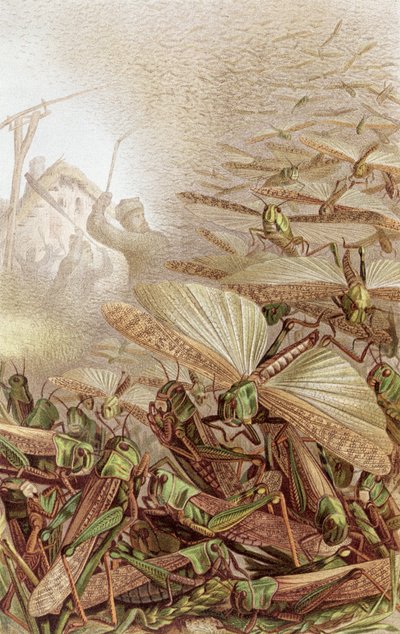 Swarm of Migratory Locusts, plate from Brehms Tierleben by German School
