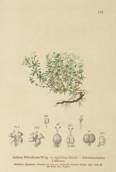 Swiss Bedstraw by German School