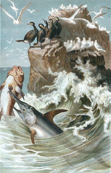 Swordfish, plate from 