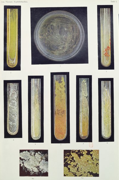 Syphilus Bacillus, from a book by Max von Niessen by German School