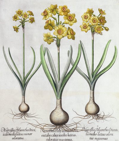 Tazetta Narcissi, from the Hortus Eystettensis by Basil Besler, pub. 1613 by German School