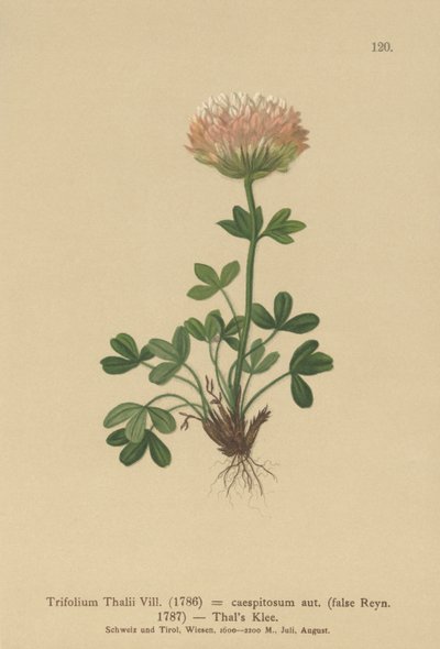 Thals Clover by German School