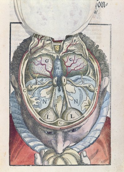 The Brain, from Ophthalmodouleia by Georg Bartisch by German School