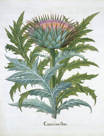The Cardoon, from the Hortus Eystettensis by Basil Besler, pub. 1613 by German School