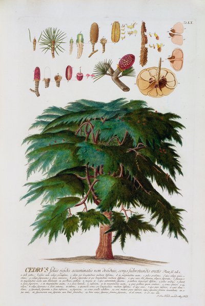 The Cedar, engraved by Johann Jakob Haid plate 60 from a botanical book, pub. by Augustus Vind by German School
