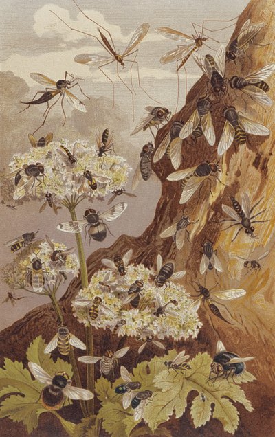 The Dominance of the Flies, plate from Brehm