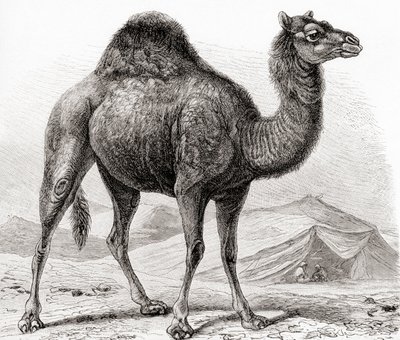 The Dromedary aka Arabian Camel, from 