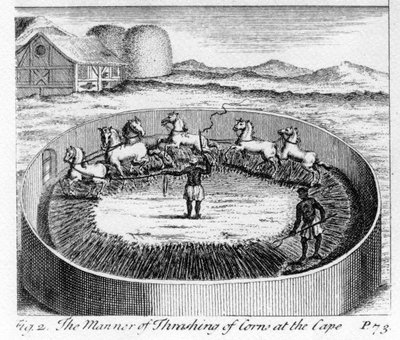 The Manner of Thrashing of Corn at the Cape, illustration from 