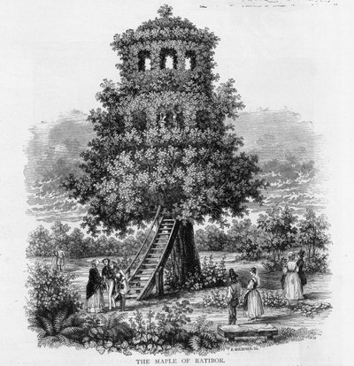 The Maple of Ratibor, Silesia, 1893 by German School