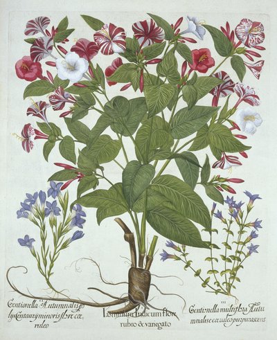 The Marvel of Peru and Two Varieties of Gentian, from Hortus Eystettensis by German School