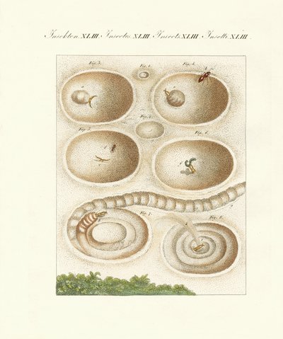 The ant-lion in his catch cave by German School