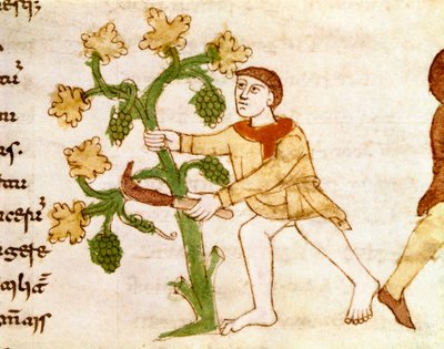 The collection of grapes during the harvest. Miniature taken from the manuscript De Universo (or De rerum naturis) by Rabanus Maurus Magnentius (ca. 780-856). 9th century by German School