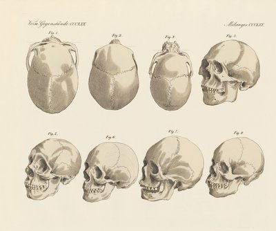 The cranial of the five human races by German School