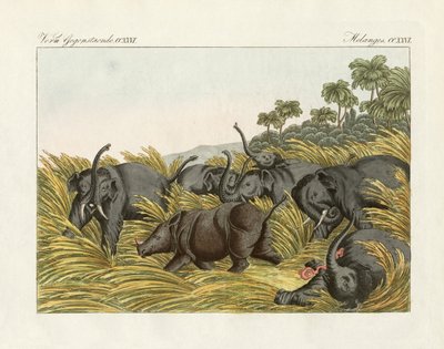 The fight of the rhinoceros with the elephants by German School