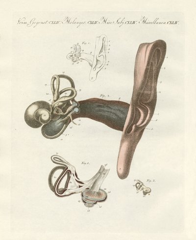 The Hearing Organ Illustrated Through the Human Ear by German School