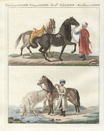 The Horse with Its Different Kinds by German School