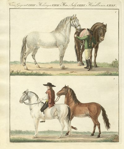 The horse with its different kinds by German School