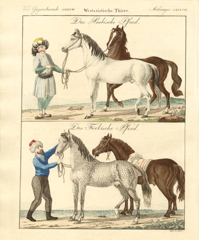 The Horse with Its Different Kinds by German School