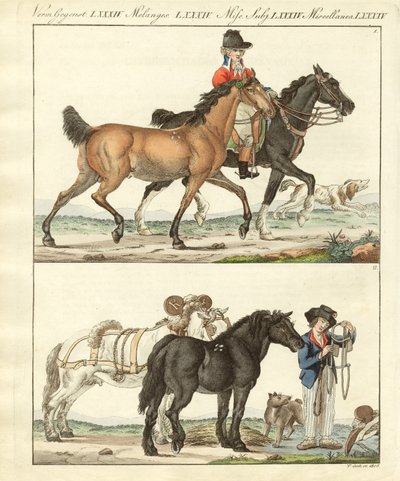 The horse with its different kinds by German School