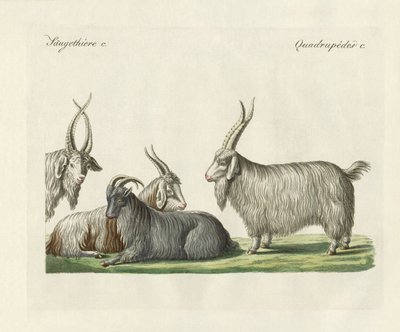 The Kashmir goats introduced in France by German School