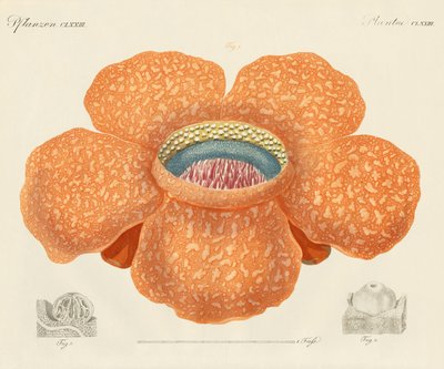 The largest of all known flowers by German School