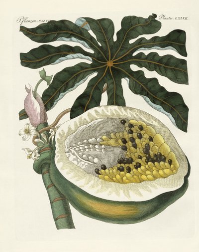 The melon or papaya tree by German School