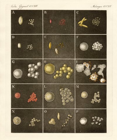 The Pollen of Plants by German School