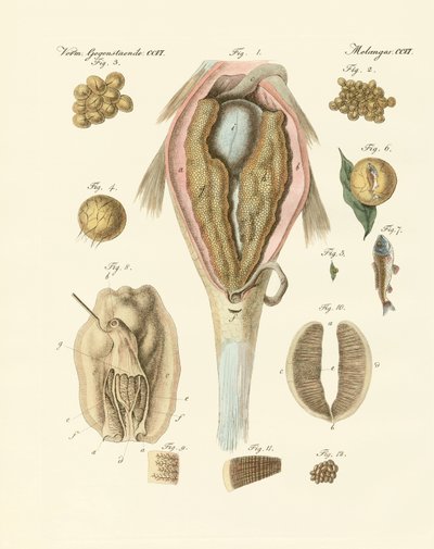 The roe or ovarium of the carps and painter