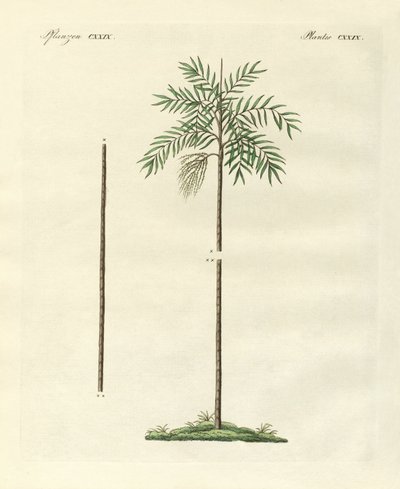 The Slim Palm of New Ireland by German School