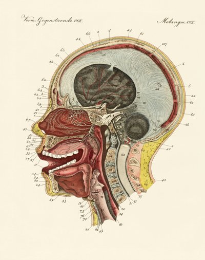 The smell organ or the human nose by German School