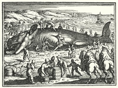 The Whale of Antwerp by German School