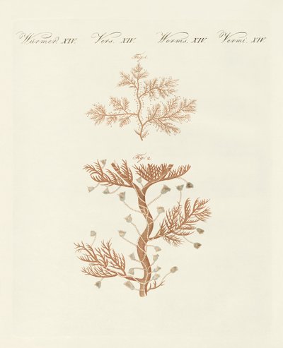 The Winding Sertularia or Base Coralline by German School
