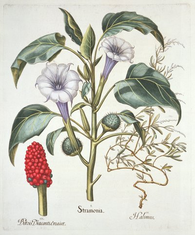 Thorn Apple, from the Hortus Eystettensis by Basil Besler, pub. 1613 by German School
