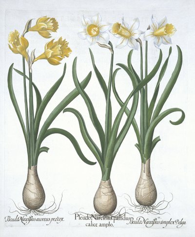 Three Pseudo-Narcissi, from Hortus Eystettensis by Basil Besler, pub. 1613 by German School