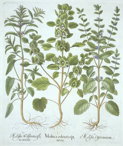 Three Types of Balm, from Hortus Eystettensis by German School