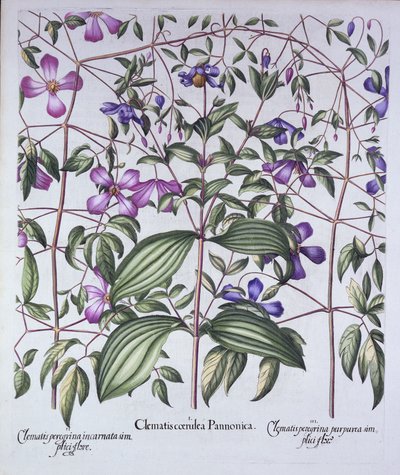Three Types of Clematis, from Hortus Eystettensis by German School
