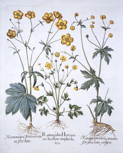 Three Varieties of Buttercup, from Hortus Eystettensis by German School