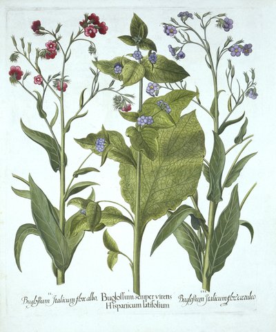 Three Varieties of Bugloss, from Hortus Eystettensis by German School