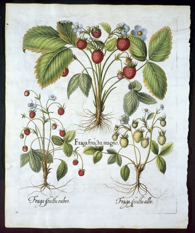Three varieties of strawberry, plate 116, from Hortus Eystettensis by Basil Besler, pub. 1613 by German School