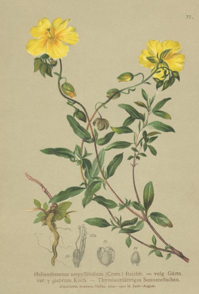 Thyme-leaved Rock-rose by German School
