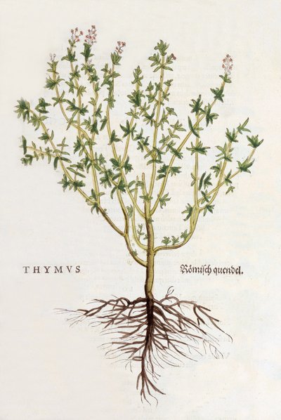 Thyme, illustration from De historia stirpium commentarii insignes by Leonhard Fuchs, published 1542 by German School