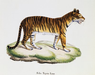 Tiger (Felis tigris), from Mammals illustrated from Nature with descriptions, by Johann Christian Daniel von Schreber, engraving by IC Bock after drawing by A Fleischmann by German School