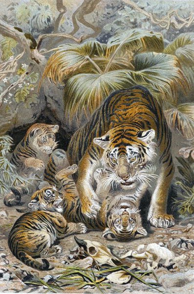 Tiger, plate from "Brehms Tierleben: Allgemeine Kunde des Tierreichs", vol.1, p.391, published by Bibliographisches Institut by German School