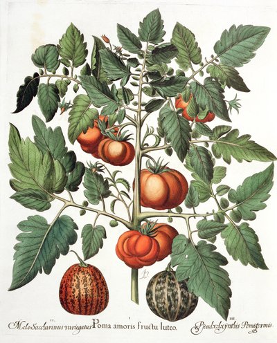 Tomatoes and Melons, from the Hortus Eystettensis by Basil Besler, pub. 1613 by German School