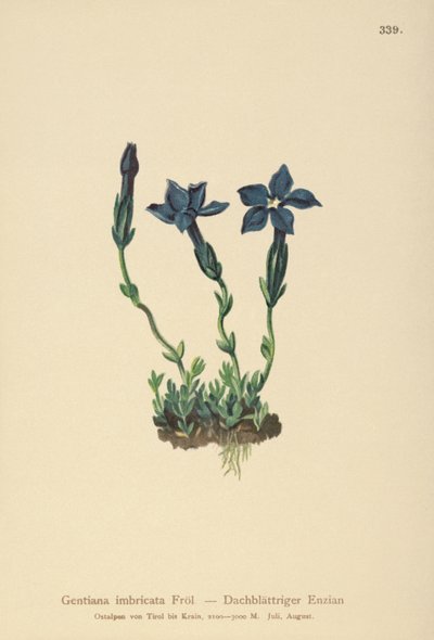 Triglav Gentian by German School